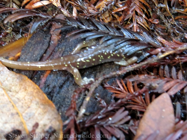 Arboreal salamander