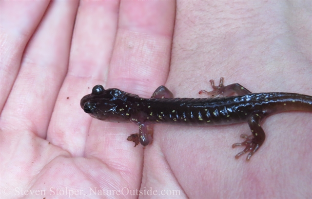 Arboreal salamander