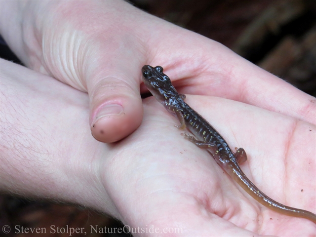 Arboreal salamander