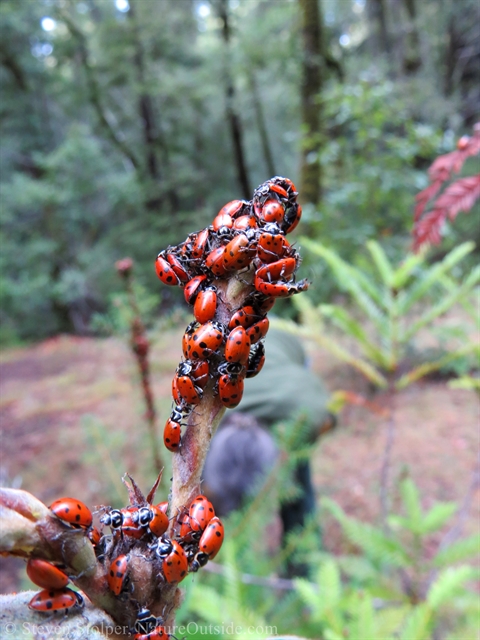 Convergent lady beetles