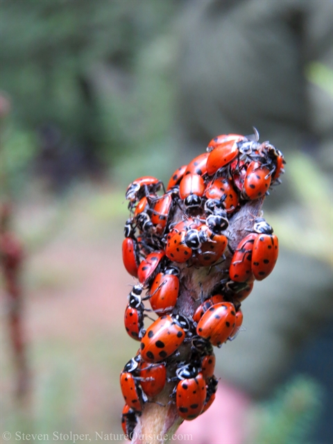 Convergent lady beetles