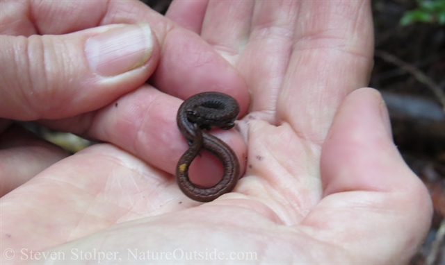 slender salamander