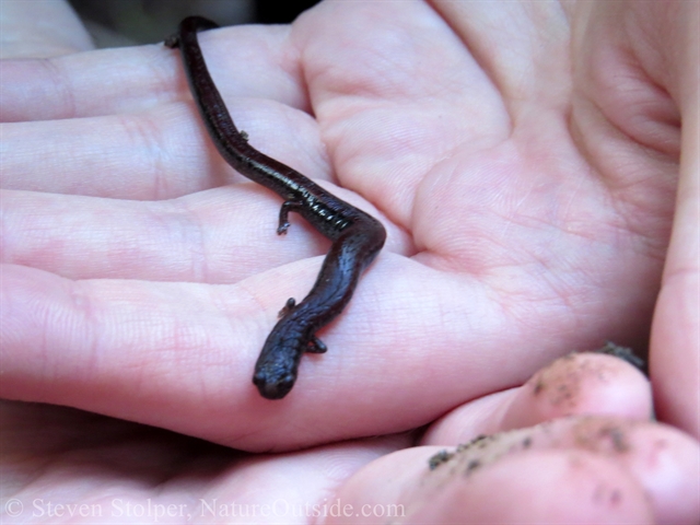 Slender salamander