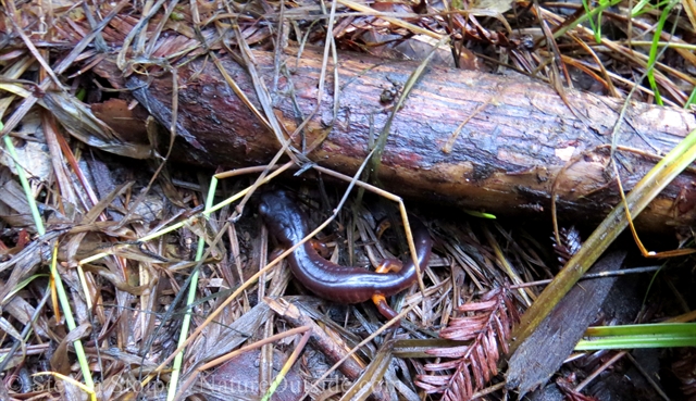 Ensatina on forest floor