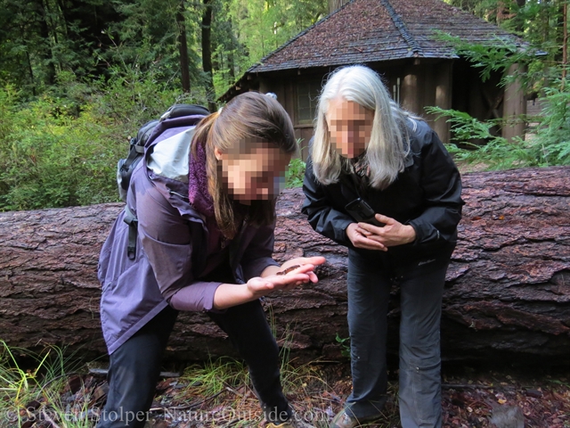 Ensatina being held by two people