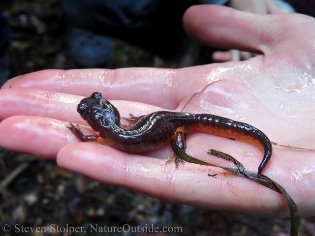 Ensatina in hand