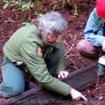 looking for salamanders