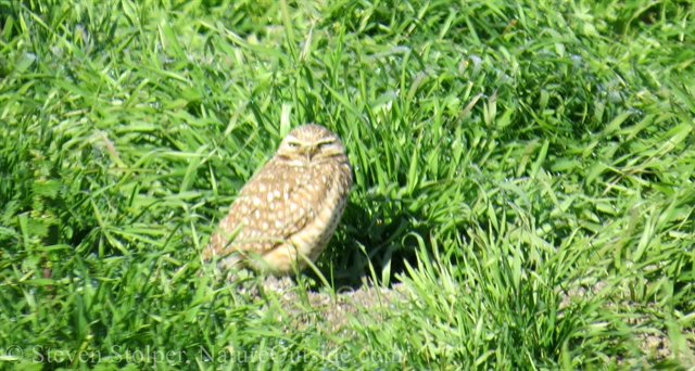 Western Burrowing Owl