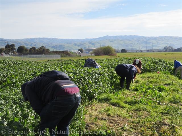 pulling weeds