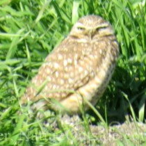 western burrowing owl