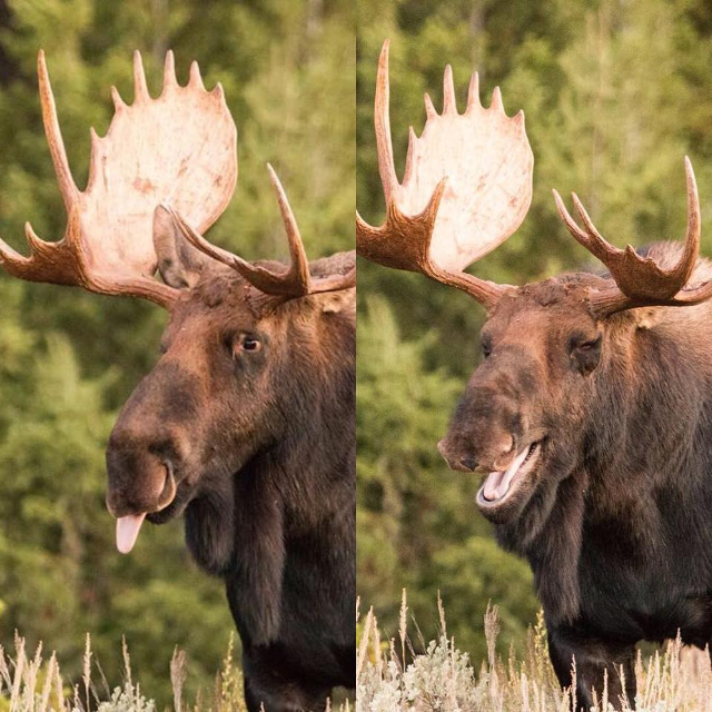 moose sticking out tongue