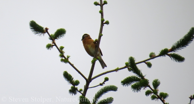 Grossbeak bird