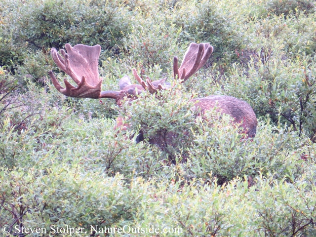moose hiding behind bush