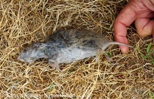The body of a California Meadow Vole (Microtus californicus)