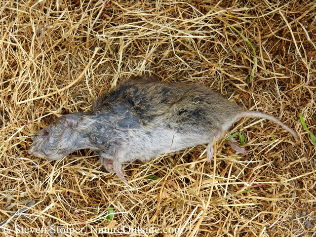 California meadow vole