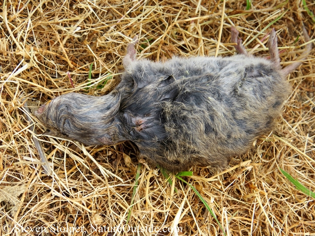 california meadow vole attacked by snake