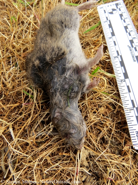 california meadow vole attacked by snake