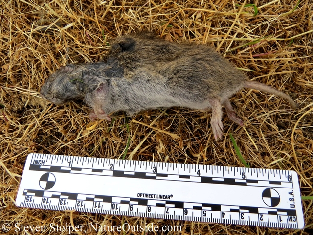 california meadow vole attacked by snake