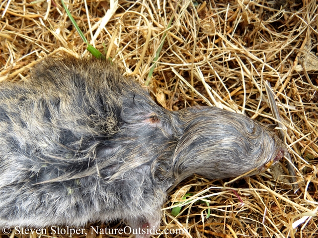 california meadow vole attacked by snake