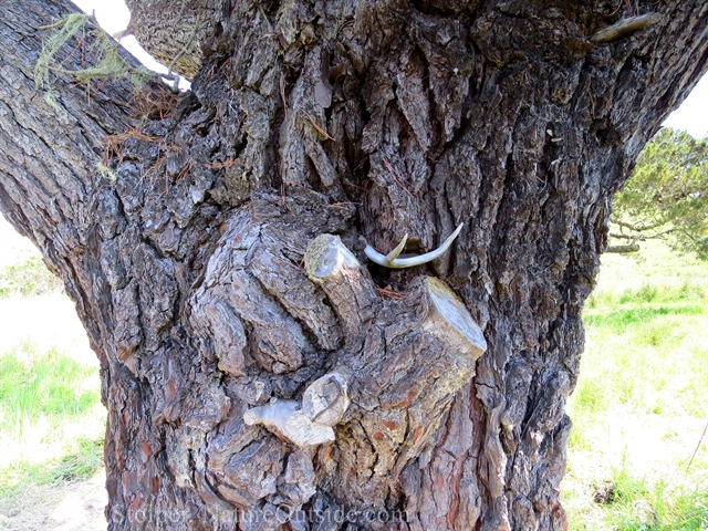 tree with deer antler protruding