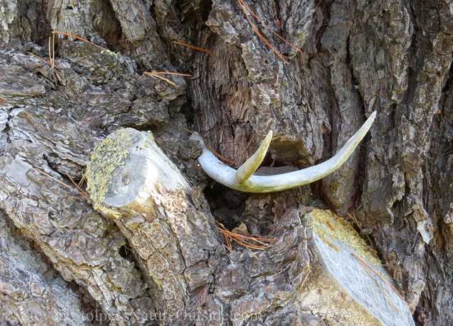 deer antler protrudes from tree