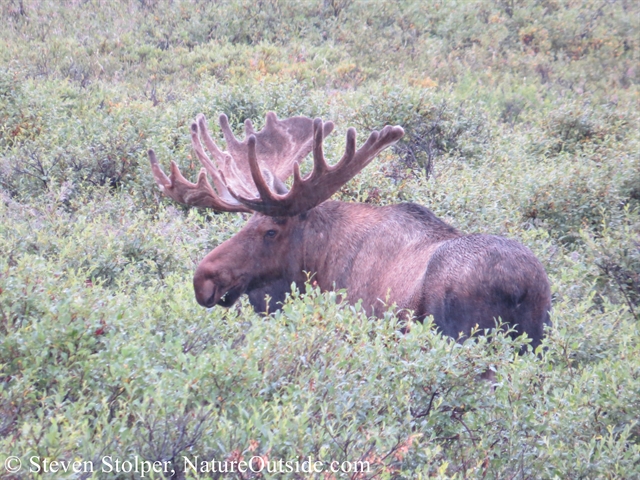 moose in Denali