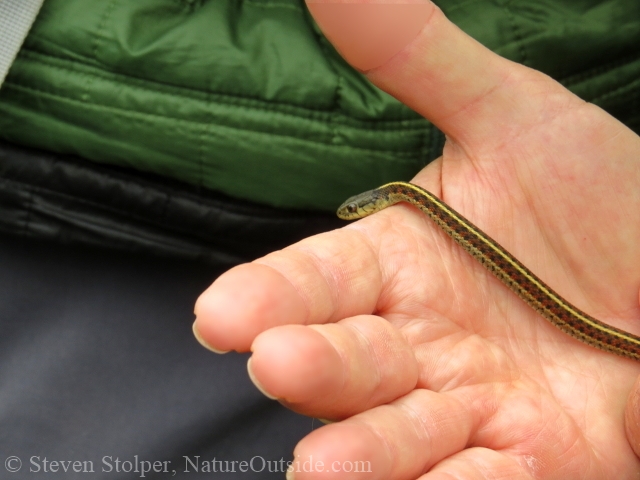 Tiny Coast garter snake