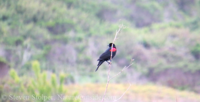 red-winged blackbird