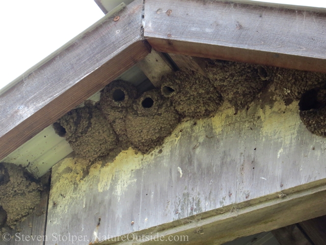 barn swallow nests