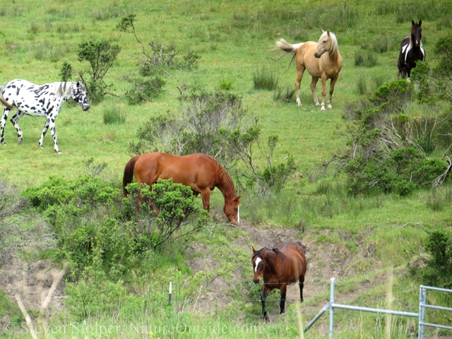 horses