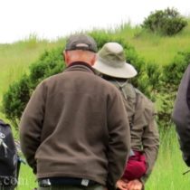 animal trackers in grass