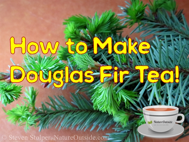 Douglass fir needles and tea cup