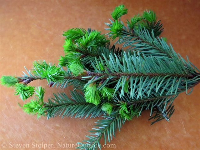 douglas fir branch