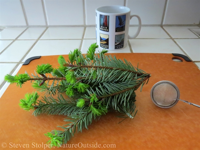 Douglas Fir branch mug and infuser