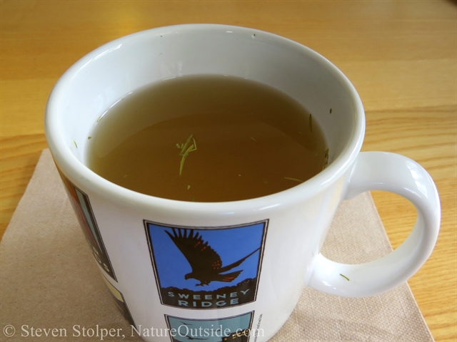 cup of Douglas Fir tea