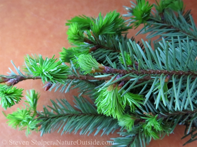 Douglas Fir branch