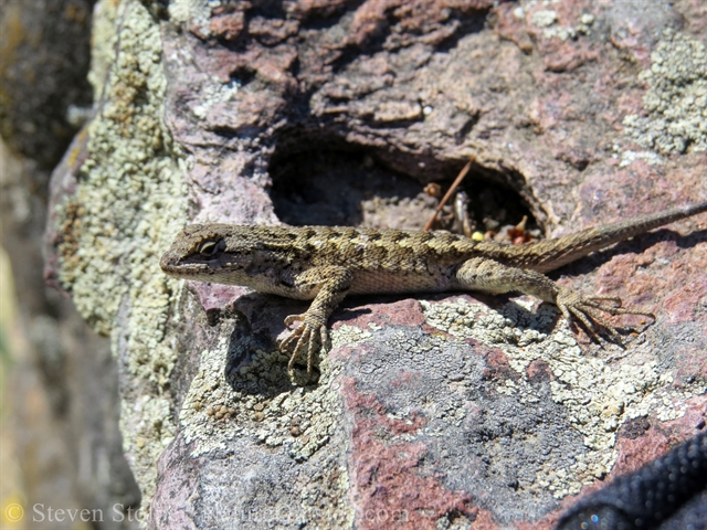 western fence lizard