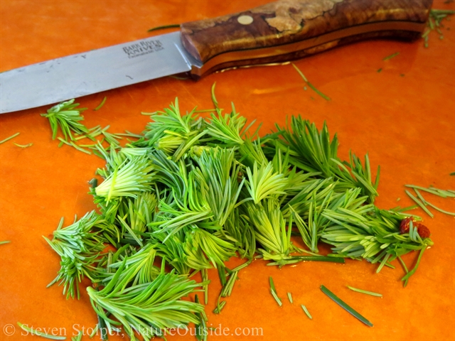 Douglas Fir needles