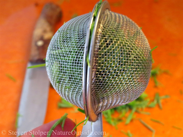 Douglas Fir needles in an infuser