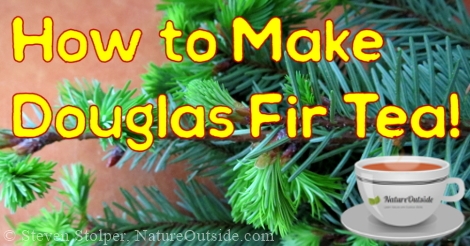 douglass fir needles and cup of tea