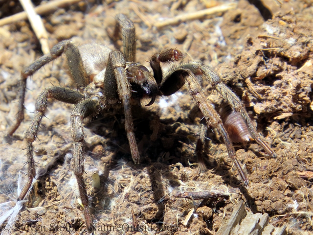 Calisoga spider