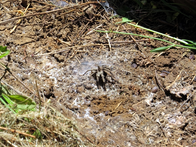 Calisoga nest