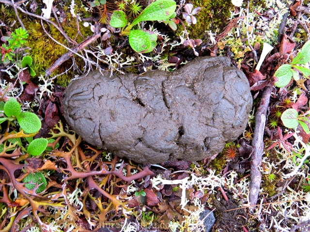 Caribou scat (caked)