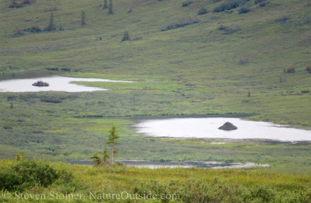 beaver lodges in kettle ponds