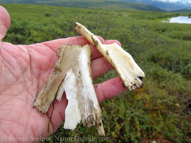 bone fragments