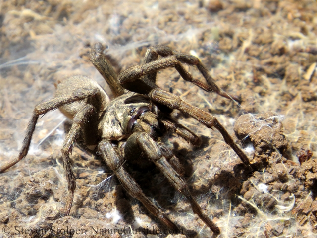 Calisoga spider