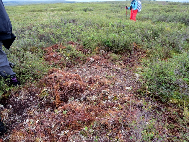 disturbed area of tundra