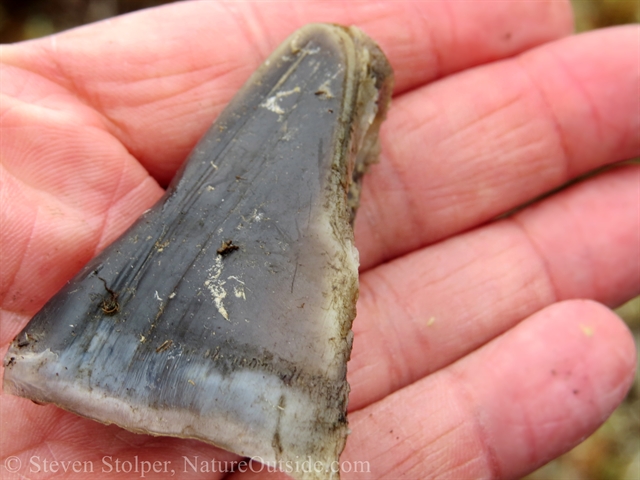 The toe of a small moose or caribou