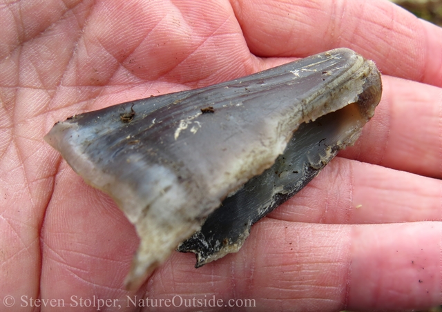 The toe of a small moose or caribou