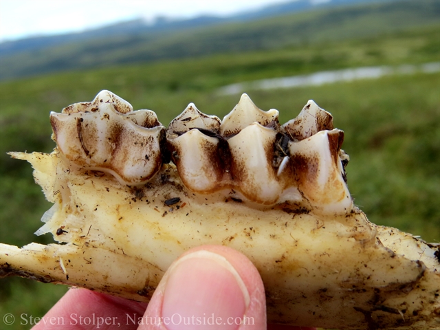 Ungulate jaw